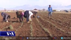 Fermerët në Malësi të Madhe shtojnë sipërfaqet me bimë mjeksore pavarësisht pandemisë