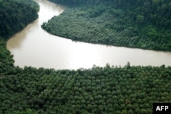FILE - An illegally planted oil palm estate in the protected Gunung Leuser National Park in Aceh, Nov. 1, 2018.