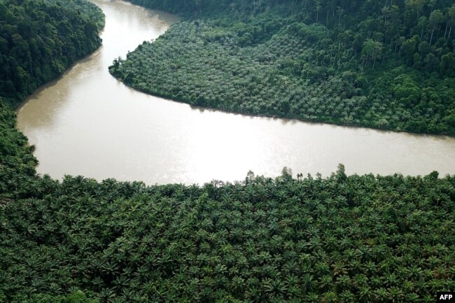 FILE - An illegally planted oil palm estate in the protected Gunung Leuser National Park in Aceh, Nov. 1, 2018.
