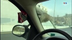 Վարորդը ընդեղեն է հյուրասիրում իր ավտոմեքենայի վրա բարձրացած կապիկին. Սաուդյան Արաբիա