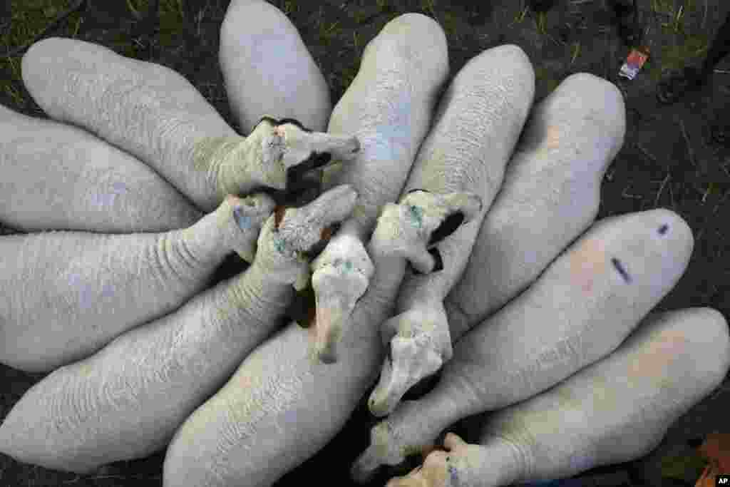 Sheep huddle together as they are brought for sale at a market ahead of Eid al-Adha festival in Srinagar, Indian-controlled Kashmir.