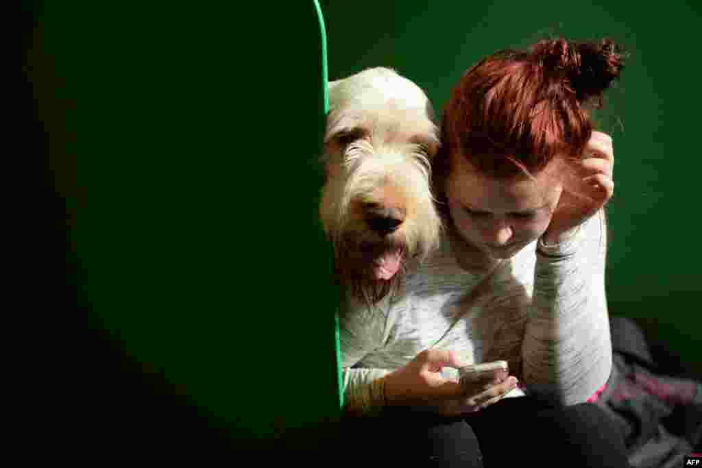 Một người phụ nữ sử dụng điện thoại di động bên cạnh một con chó Spinone Ý trong ngày thứ hai của cuộc triển lãm chó Crufts tại Trung tâm Triển lãm Quốc gia ở Birmingham, miền trung nước Anh.