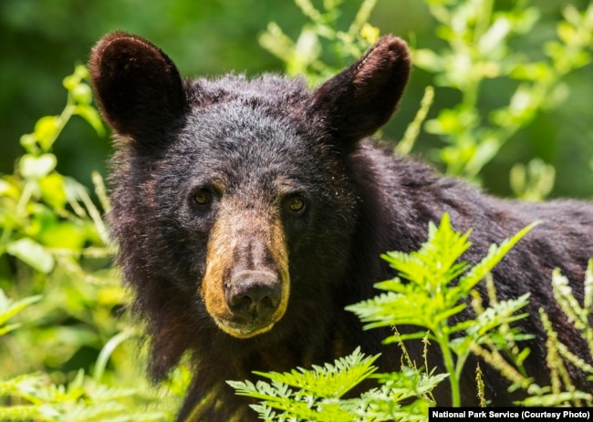 A black bear in Shenandoah National Park