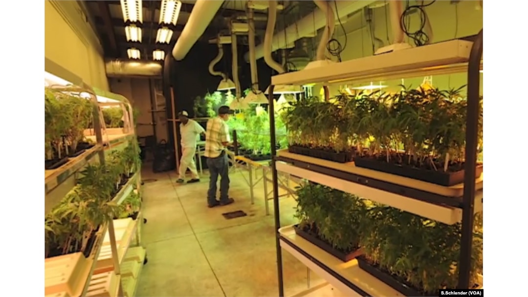 Medical marijuana plants are the source of cannabidiol that has proven helpful as an anti-seizure medicine.