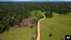 Cows roam an area recently deforested in the Chico Mendes Extractive Reserve, Acre state, Brazil, Tuesday, Dec. 6, 2022. Nearly half of the state's rural workforce is employed in cattle ranching. (AP Photo/Eraldo Peres)