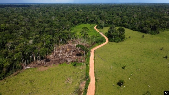 Cows roam an area recently deforested in the Chico Mendes Extractive Reserve, Acre state, Brazil, Tuesday, Dec. 6, 2022. Nearly half of the state's rural workforce is employed in cattle ranching. (AP Photo/Eraldo Peres)