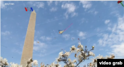 Festival Layang-layang Bunga Sakura, di Lapangan Monumen Nasional, Washington D.C, 30 Maret 2019. (Foto: video grab/VOA)