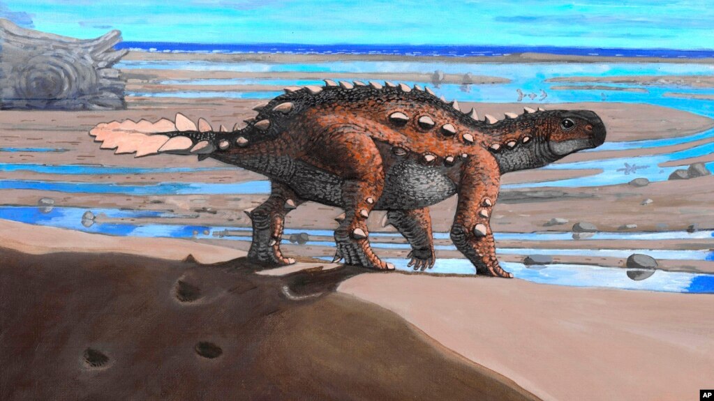 This illustration provided by Luis Perez Lopez shows a Stegouros. Fossils found in Chile are from the strange dog-sized dinosaur species that had a unique slashing tail weapon, scientists reported Wednesday, Dec. 1, 2021. (Luis Perez Lopez via AP)