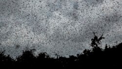 Swarms of desert locusts fly above trees in Katitika village, Kitui county, Kenya Friday, Jan. 24, 2020.