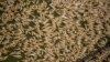 Thousands of dead fish are seen washed up at the Menindee township bridge at the Menindee lakes, in outback New South Wales, Australia March 19, 2023. AAP Image/Samara Anderson via REUTERS