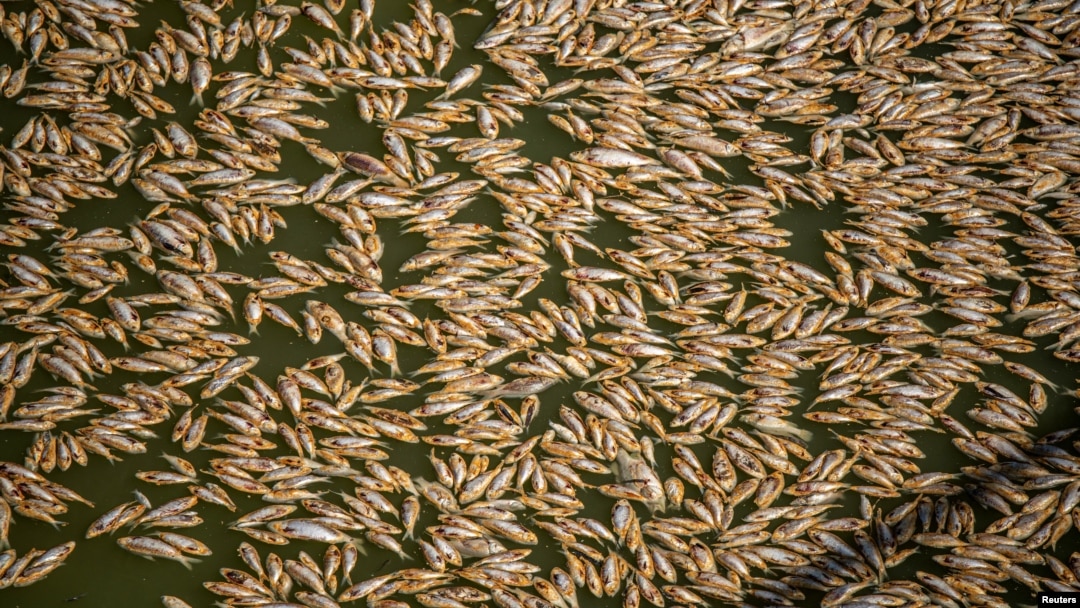 Thousands of dead fish are seen washed up at the Menindee township bridge at the Menindee lakes, in outback New South Wales, Australia March 19, 2023. AAP Image/Samara Anderson via REUTERS