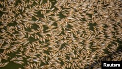 Thousands of dead fish are seen washed up at the Menindee township bridge at the Menindee lakes, in outback New South Wales, Australia March 19, 2023. AAP Image/Samara Anderson via REUTERS