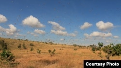 Ratusan belalang di sebuah savana di Sumba Timur, Nusa Tenggara Barat. (Courtesy: Heinrich Dengi)