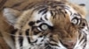 Endangered Tiger Makes Resurgence in India