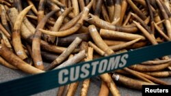 FILE - Ivory tusks seized by Hong Kong Customs are displayed at a news conference in Hong Kong, China, July 6, 2017. 