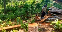 Kayu dari hutan lindung Sendiki di Malang selatan, yang sudah dipotong-potong dan siap diangkut menggunakan sepeda motor. (Foto: VOA/Petrus Riski)