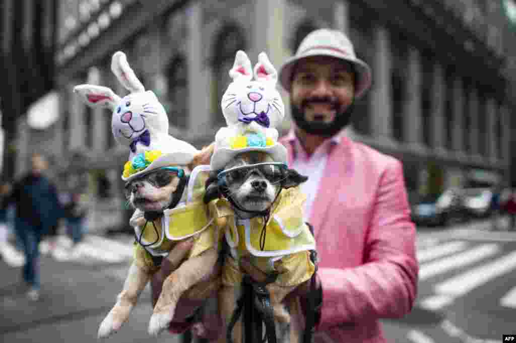 A man holds two dogs wearing decorated hats during the annual NYC Easter Parade and Bonnet Festival on 5th Avenue in Manhattan in New York City.