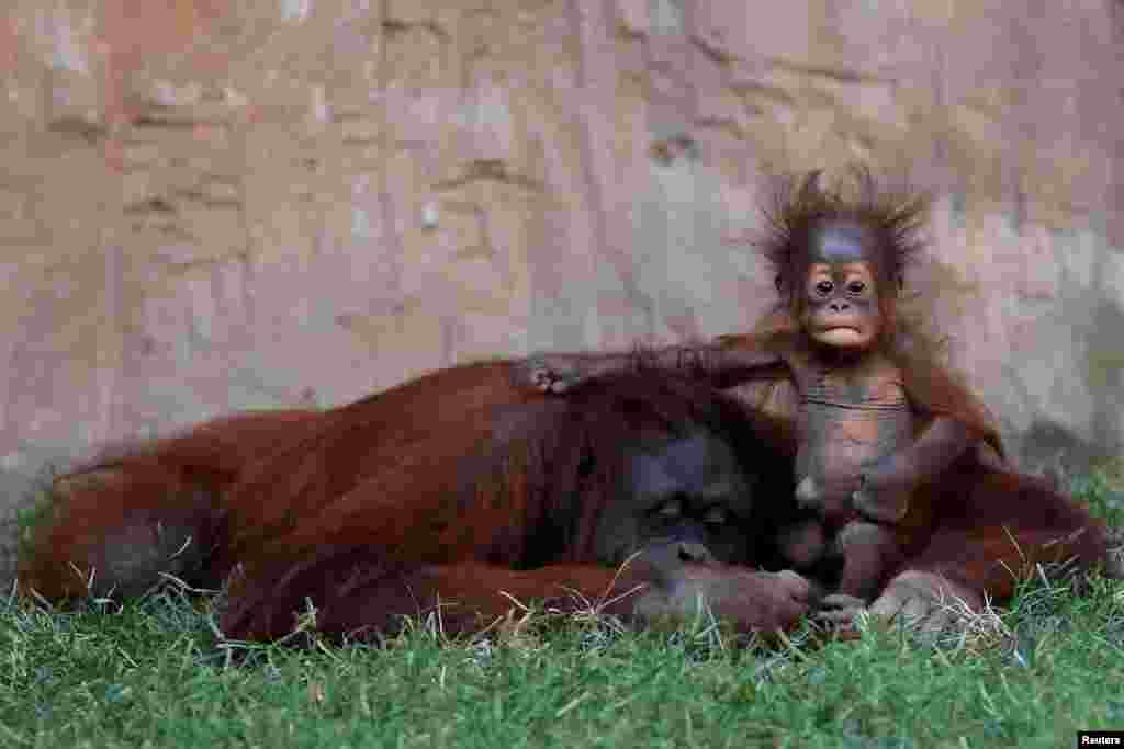 A five-month-old baby female Bornean orangutan sits on her mother Sulli at Bioparc Fuengirola in Fuengirola, near Malaga, southern Spain, Sept. 12, 2016.