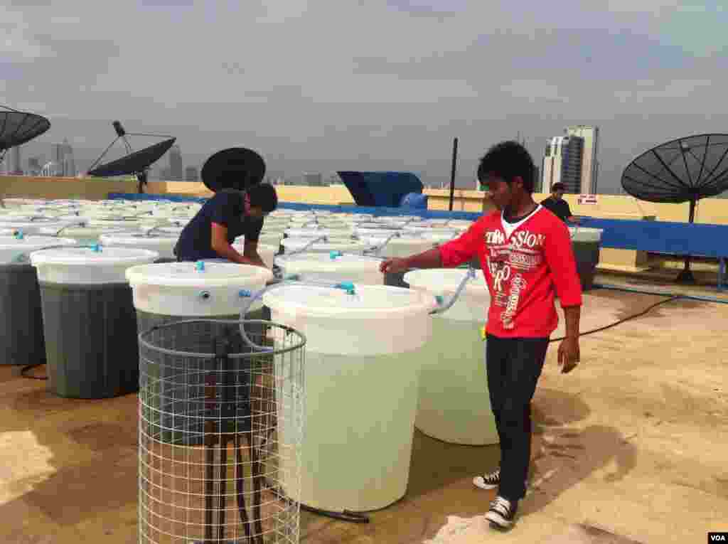 Energaia workers inspect some of the bio-reactors growing spirulina on the rooftop of a Bangkok hotel, Sept. 24, 2013. (S.L. Herman/VOA)