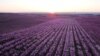 A view shows flowering of peach trees in Aitona, in the Catalonian province of Lleida, Spain.