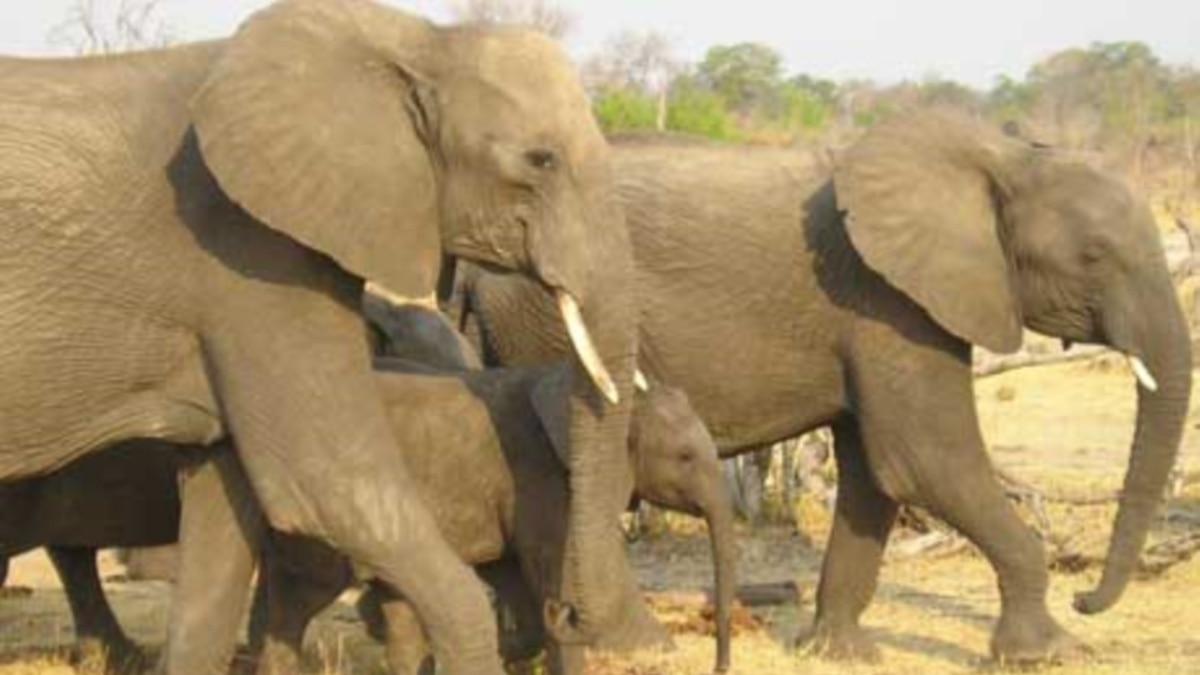 모잠비크 코끼리 밀렵 기승