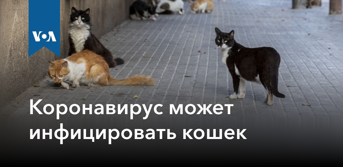 Коронавирус может инфицировать кошек