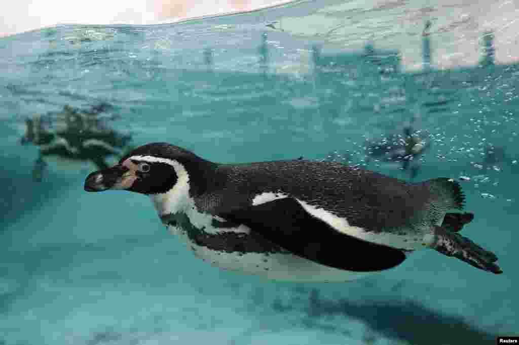 شنا کردن پنگوئن&zwnj;های هومبولت در باغ وحش لندن در&nbsp; انگلیس.