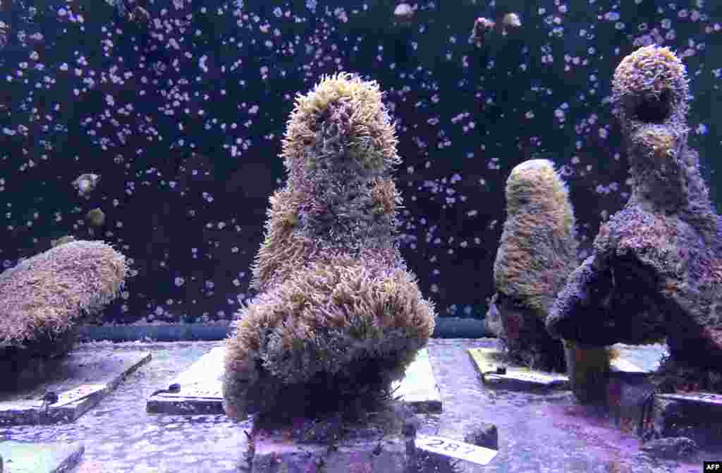Pillar corals are seen in a water tank at the labs of the Florida Aquarium Conservation Center in Apollo Beach where recently the spawning occurred. A team of scientists have managed to reproduce coral in a lab setting for the first time ever, an encouraging step in the race to save &quot;America&#39;s Great Barrier Reef&quot; off the coast of Florida.