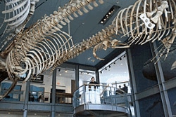 A descendant of Herman Melville reads from Moby Dick above a whale's skeleton