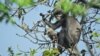 A handout picture made available by the German Primate Center (DPZ)- Leibniz Institute for Primate Research on November 10, 2020, shows an adult female and juvenile Popa langur (Trachypithecus popa) in the crater of Mount Popa, Myanmar Myanmar on Februa