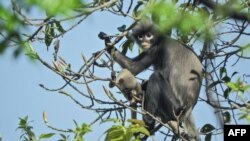 A handout picture made available by the German Primate Center (DPZ)- Leibniz Institute for Primate Research on November 10, 2020, shows an adult female and juvenile Popa langur (Trachypithecus popa) in the crater of Mount Popa, Myanmar Myanmar on Februa