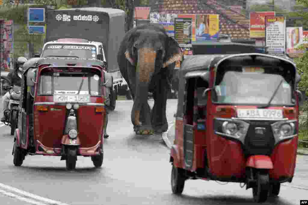 A mahout walks next to his elephant through a busy street in Horana, a suburb of Sri Lanka&#39;s capital Colombo.