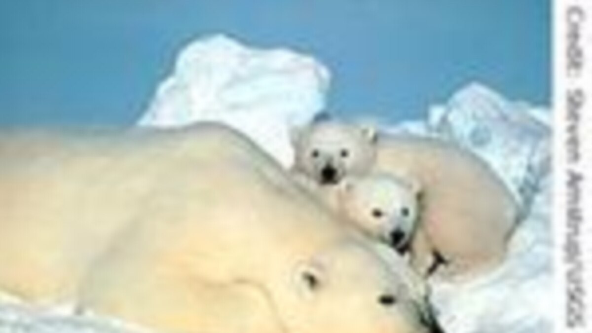 Working to save polar bears