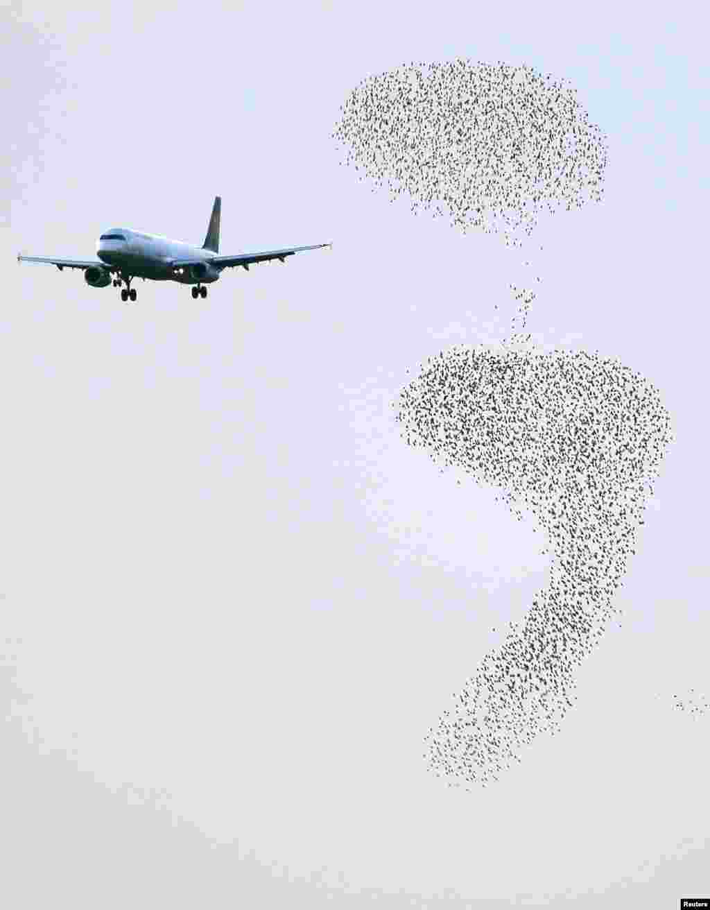 A plane approaches to land as starlings fly at Fiumicino international airport in Rome, Italy, Oct. 14, 2013. 