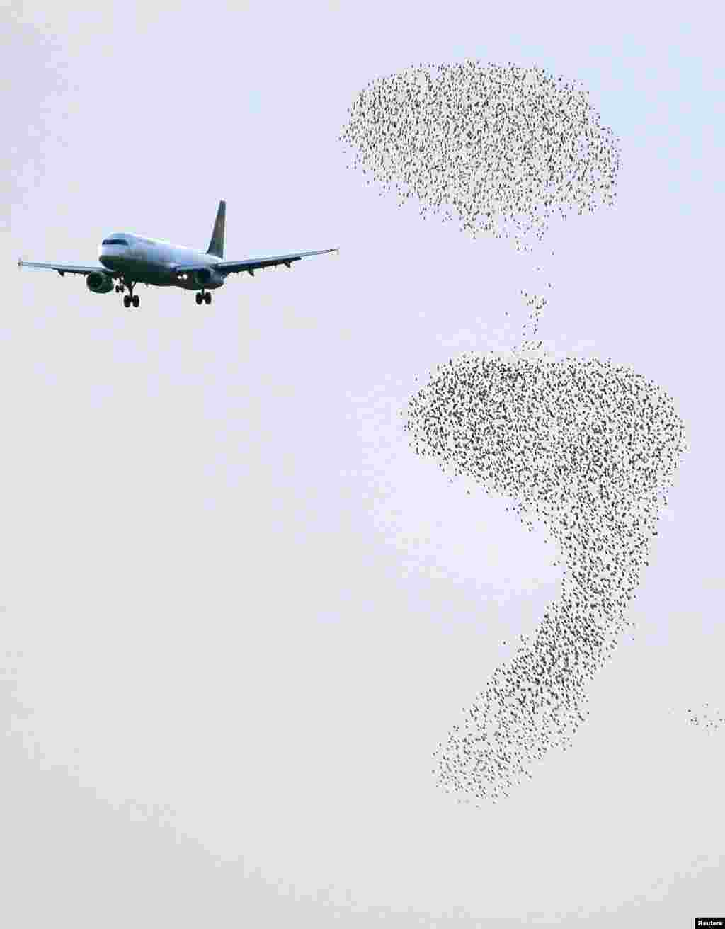 Sebuah pesawat bersiap untuk mendarat, sementara ribuan burung jalak terbang di atas bandara internasional Fiumicino di Roma, Italia.