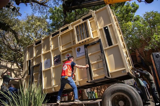 Dr. Amir Khalil, secures Charley inside a transport container at the Pretoria's National Zoological Gardens, Aug. 19, 2024. (Four Paws via AP)