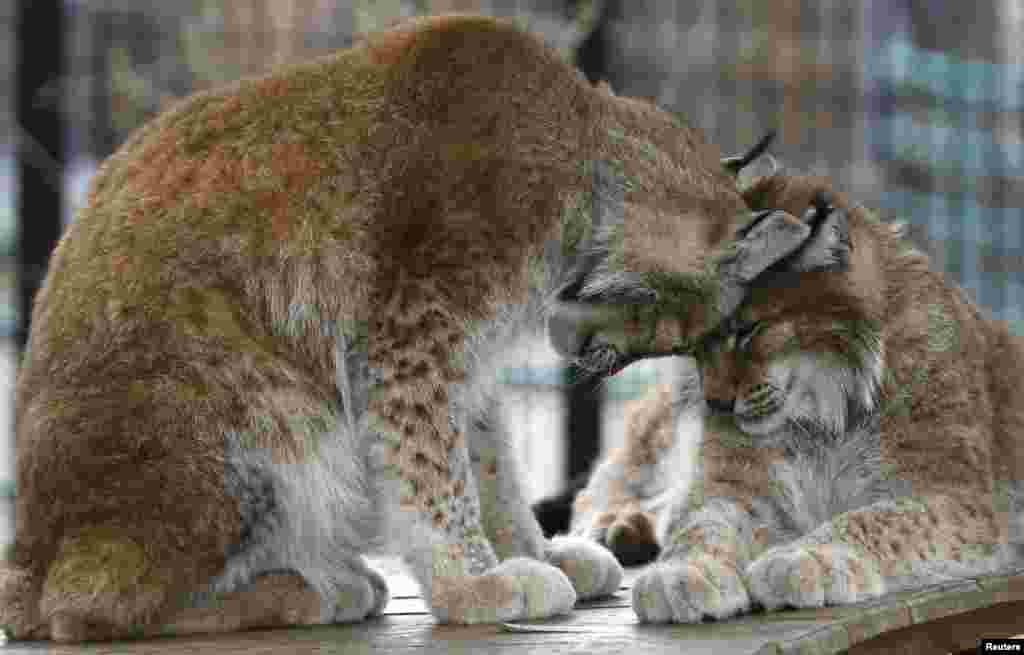 Siberian lynxes Yana (L) and Buran sit inside an open-air cage at the Royev Ruchey zoo in a suburb of the Siberian city of Krasnoyarsk, Russia.