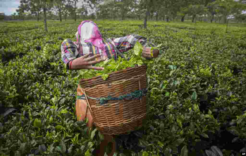 A tea worker puts the plucked tea leaves in a basket at a tea garden in Biswanath Chariali district of eastern state of Assam, India, June 27, 2020.