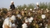 Trabajadores migrantes recogen algodón en Korla, una ciudad petrolera a orillas de la cuenca del Tarim y el desierto de Taklamakan, al sur de Urumqi, capital de la Región Autónoma Uigur de Xinjiang, en el extremo occidental de China, en Asia Central.