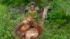 Pekerja mengumpulkan buah sawit dari kebun sawit di kawasan transmigrasi Arso, Papua, 19 April 2007. (Foto: REUTERS/Oka Barta)