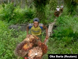 Pekerja mengumpulkan buah sawit dari kebun sawit di kawasan transmigrasi Arso, Papua, 19 April 2007. (Foto: REUTERS/Oka Barta)