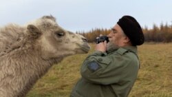 Sergey Zimov, 66, a scientist who works at Russia's Northeast Science Station, tries to take a picture of a camel at the Pleistocene Park outside the town of Chersky, Sakha (Yakutia) Republic, Russia, September 13, 2021. (REUTERS/Maxim Shemetov)