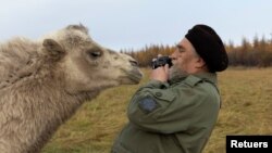 Sergey Zimov, 66, a scientist who works at Russia's Northeast Science Station, tries to take a picture of a camel at the Pleistocene Park outside the town of Chersky, Sakha (Yakutia) Republic, Russia, September 13, 2021. (REUTERS/Maxim Shemetov)