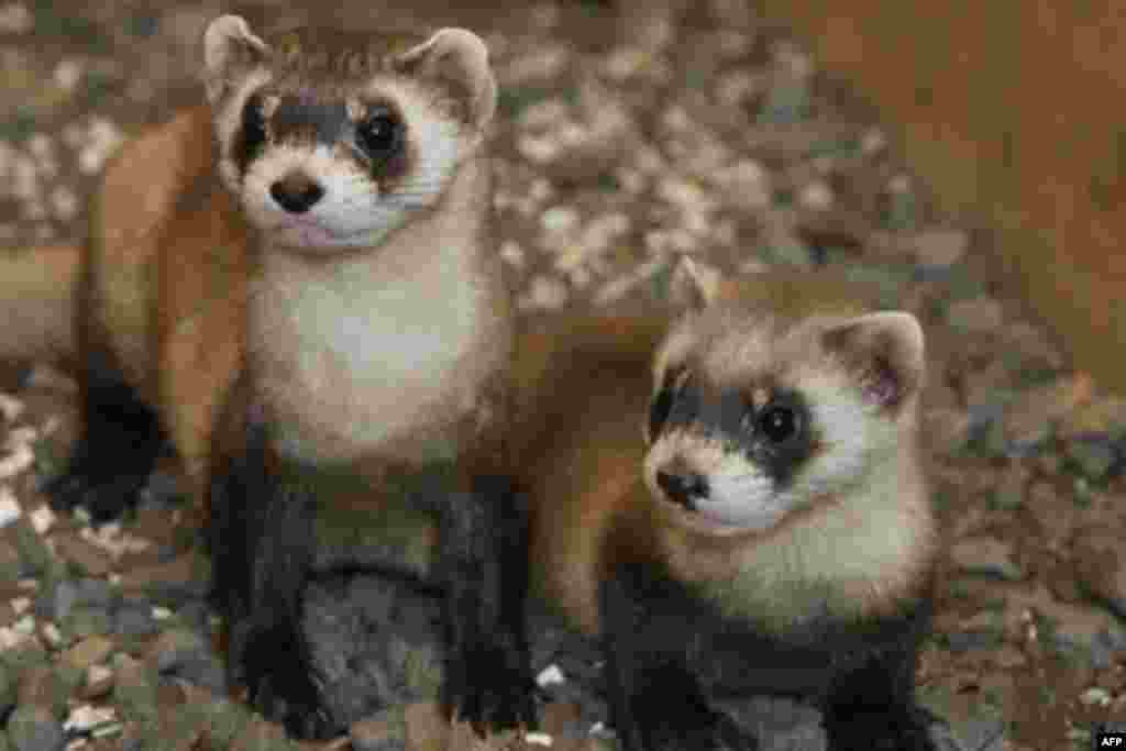 Thanks in part to the National Zoo's captive breeding program, there are now more than 700 black-footed ferrets in the wild.