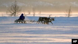Một người đàn ông Nenets cưỡi một chiếc xe tuần lộc trượt tuyết trong Ngày Tuần Lộc ở thành phố Nadym, khu vực Yamal-Nenets, cách 2500 km về phía đông bắc Moscow.