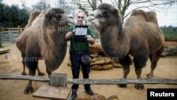 A zookeeper interacts with camels at ZSL London Zoo in London, Britain, January 2, 2020. (Reuters Photo/Henry Nicholls)