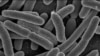 Amerika Kembangkan Virus untuk Basmi Bakteri Perusak Makanan