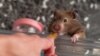 Hong Kong Allows Pet Stores to Resume Hamster Sales After COVID Cull 
