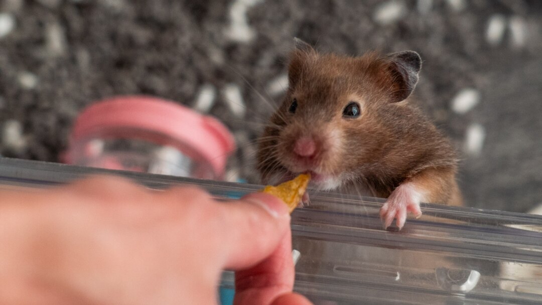 unwanted hamster pets at home