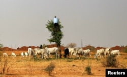 FILE - A herdsman climbs a tree to cut vegetation for his animals in Zamfara, Nigeria, April 21, 2016. Increased violence northwest Nigeria, including clashes between farmers and herders, has driven tens of thousands of people to seek safety in Niger.